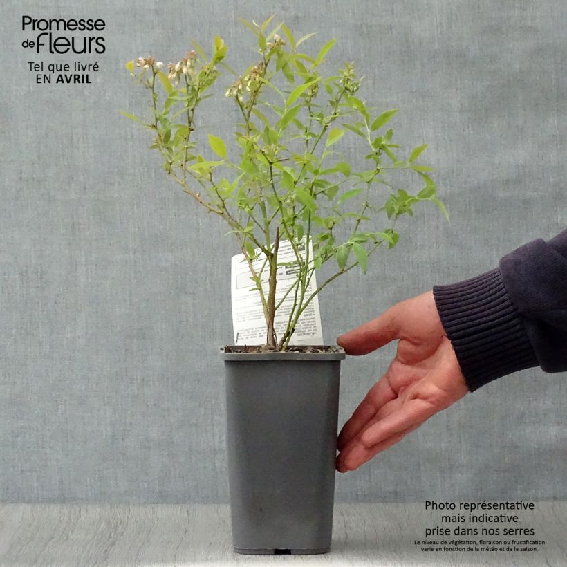 Arándano Pink Lemonade Bio Maceta 1,5L/2L, Formación arbustiva Ejemplar entregado en la primavera