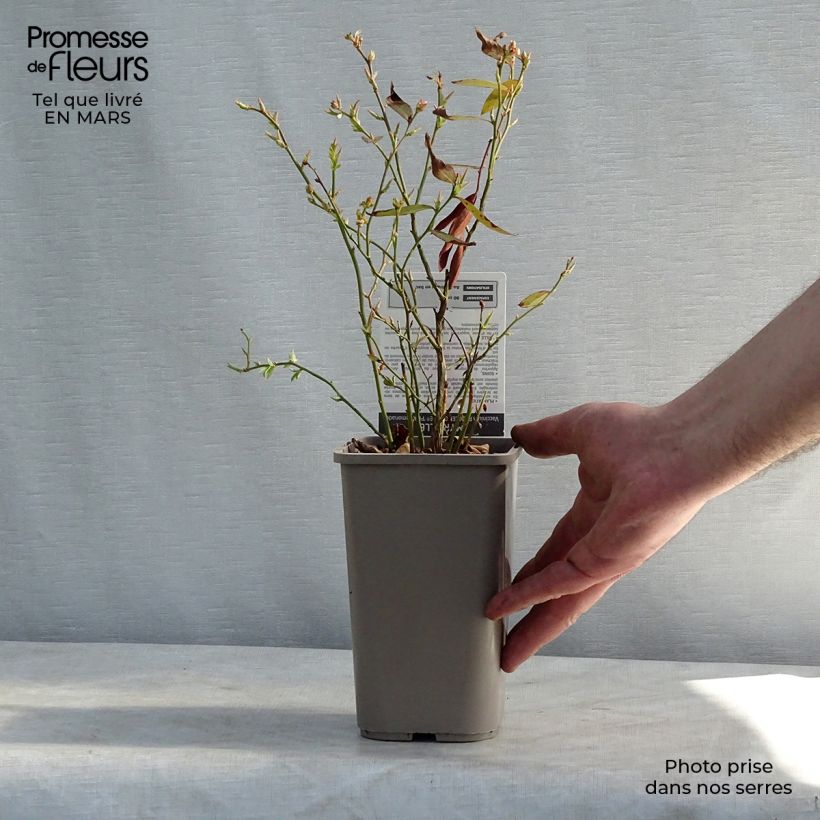 Arándano Pink Lemonade Maceta 1L/1,5L, Formación arbustiva Ejemplar entregado en la primavera