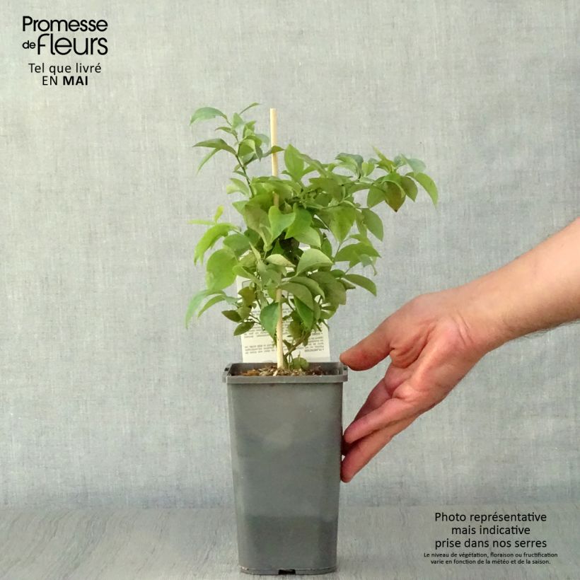 Arándano Powder Blue Bio Maceta 1L/1,5L, Formación arbustiva Ejemplar entregado en la primavera