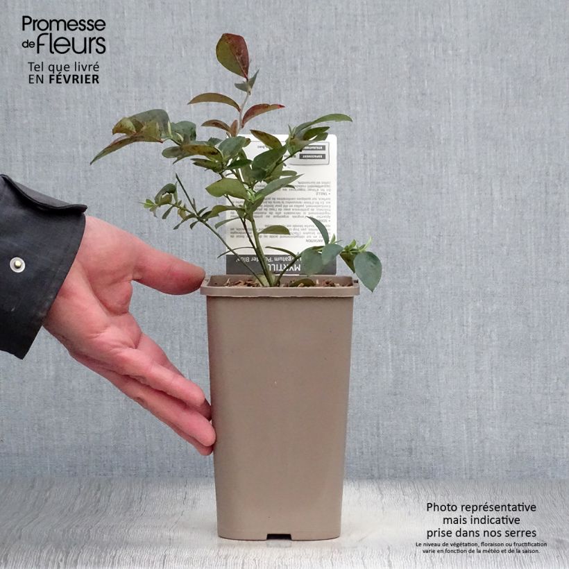 Arándano Powder Blue Maceta 1,5L/2L, Formación arbustiva Ejemplar entregado en invierno