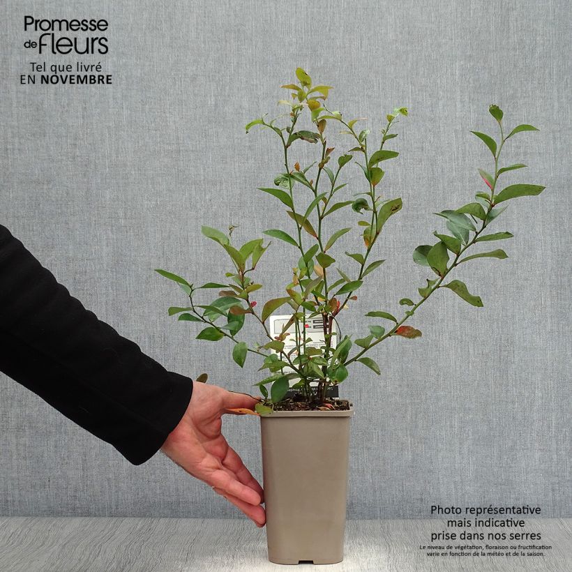 Ejemplar de Arándano Powder Blue Maceta 1,5L/2L, Formación arbustiva entregado en otoño