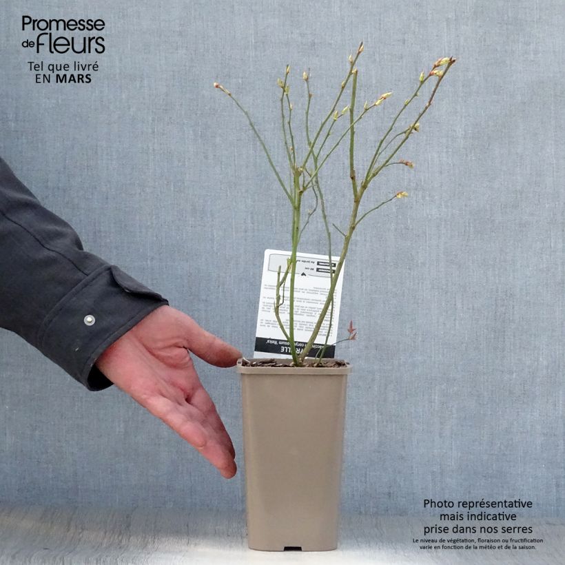 Arándano Reka Maceta 1,5L/2L, Formación arbustiva Ejemplar entregado en la primavera