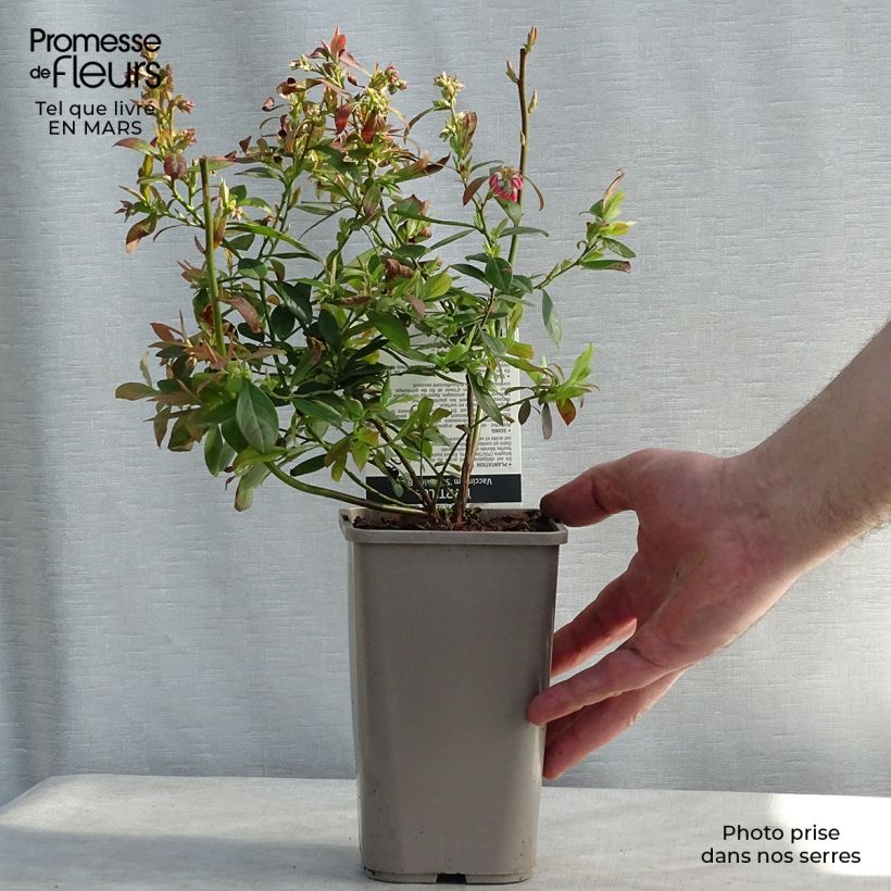 Arándano Sunshine Blue Maceta de 8/9 cm, Formación arbustiva Ejemplar entregado en invierno