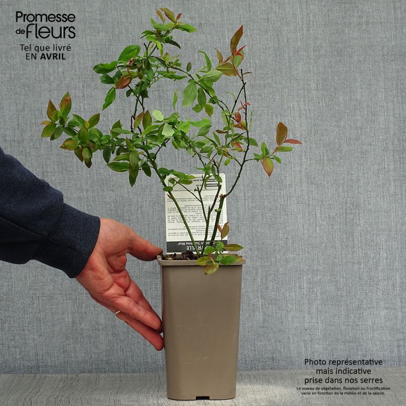 Arándano Sunshine Blue Maceta de 8/9 cm, Formación arbustiva Ejemplar entregado en la primavera