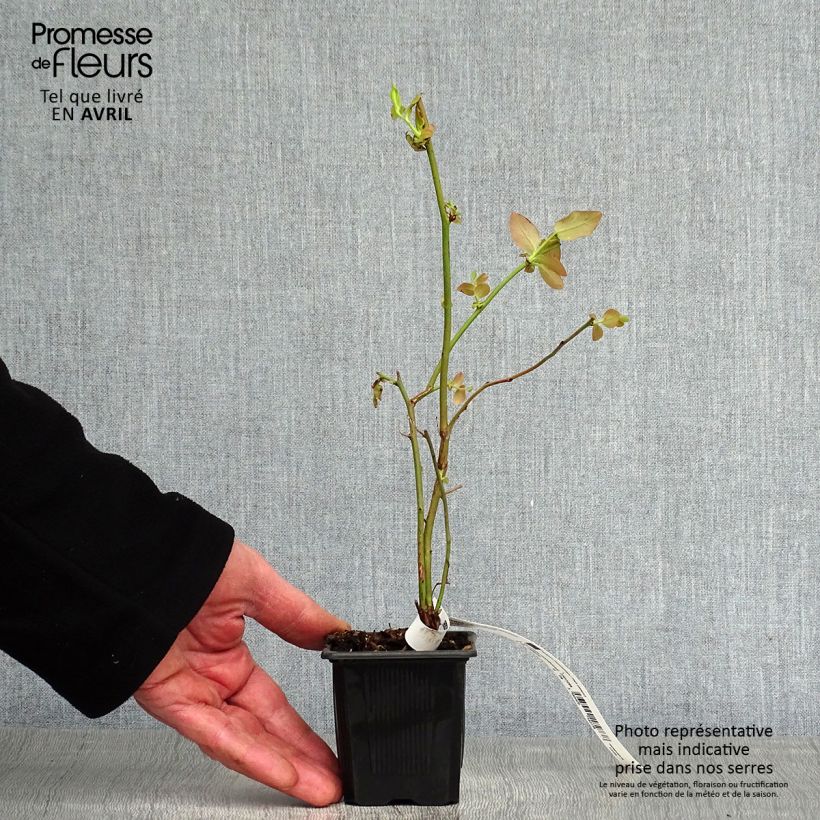 Arándano Yello!Berryblue Maceta de 8/9 cm, Formación arbustiva Ejemplar entregado en la primavera