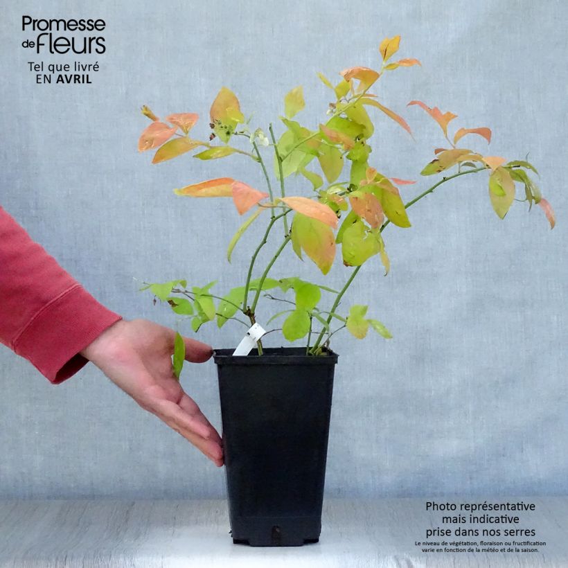 Arándano Yello!Berryblue Maceta 2L/3L Ejemplar entregado en la primavera