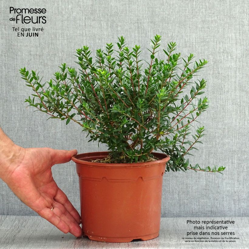 Ejemplar de Mirto de Tarento - Myrtus communis subsp.tarentina Maceta 2L/3L entregado en verano