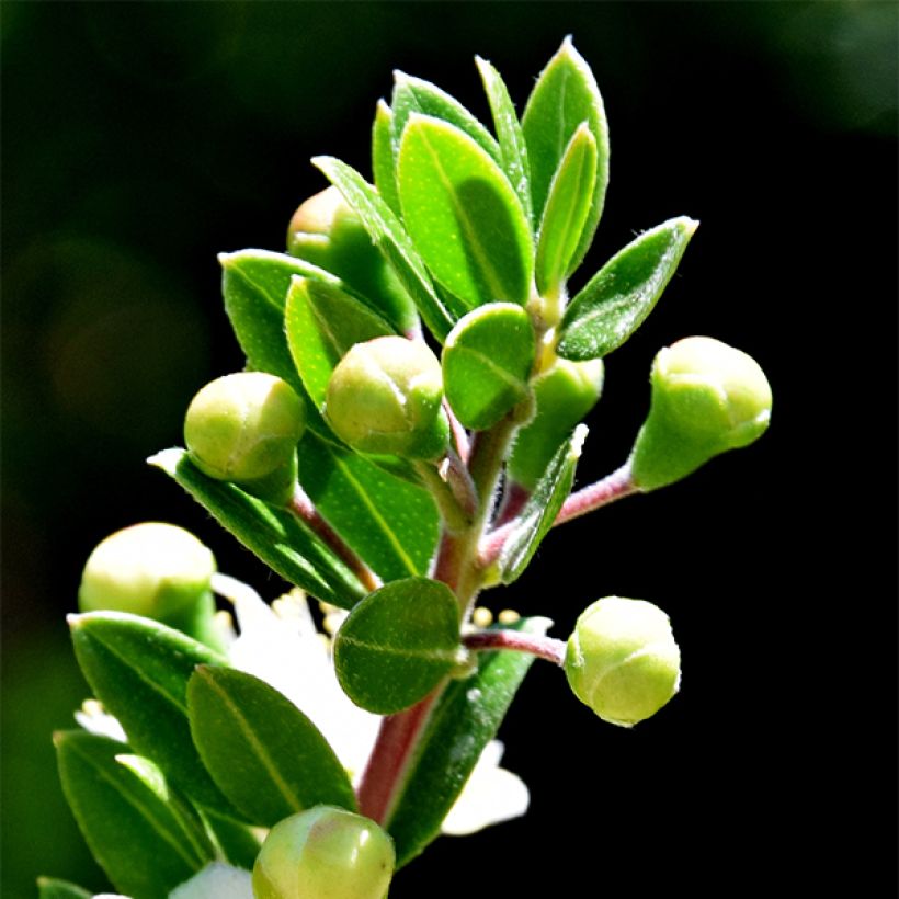 Mirto de Tarento - Myrtus communis subsp.tarentina (Follaje)