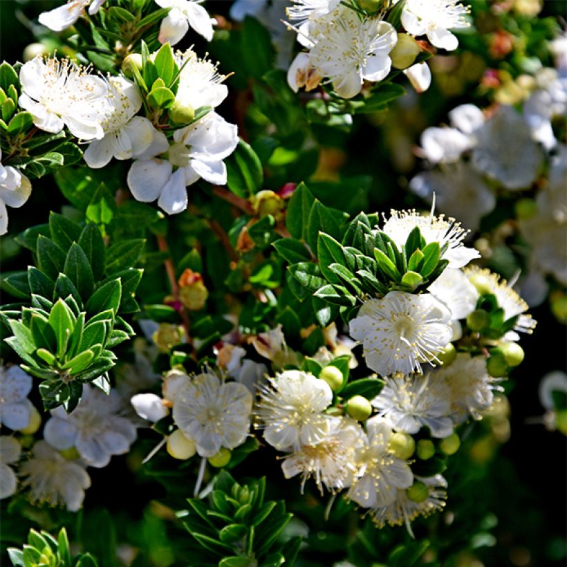 Mirto de Tarento - Myrtus communis subsp.tarentina (Floración)