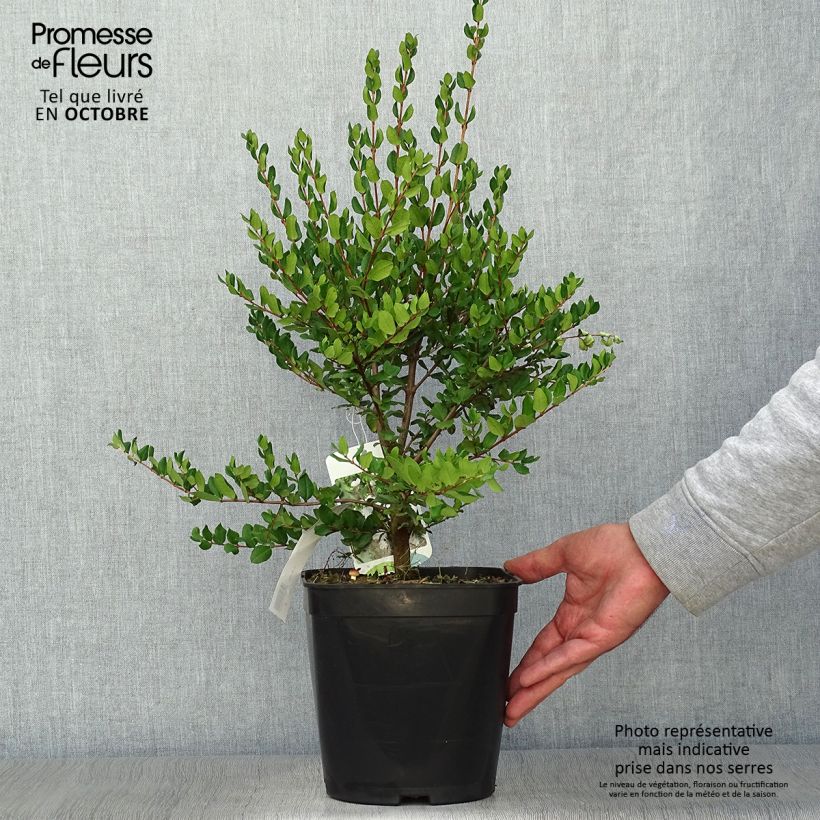 Ejemplar de Myrtus luma - Arrayán Maceta 3L/4L entregado en otoño