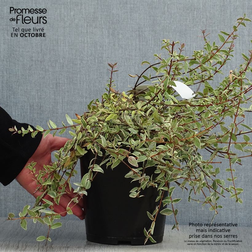 Ejemplar de Myrtus ugni Flambeau - Murtilla Maceta 3L/4L entregado en otoño