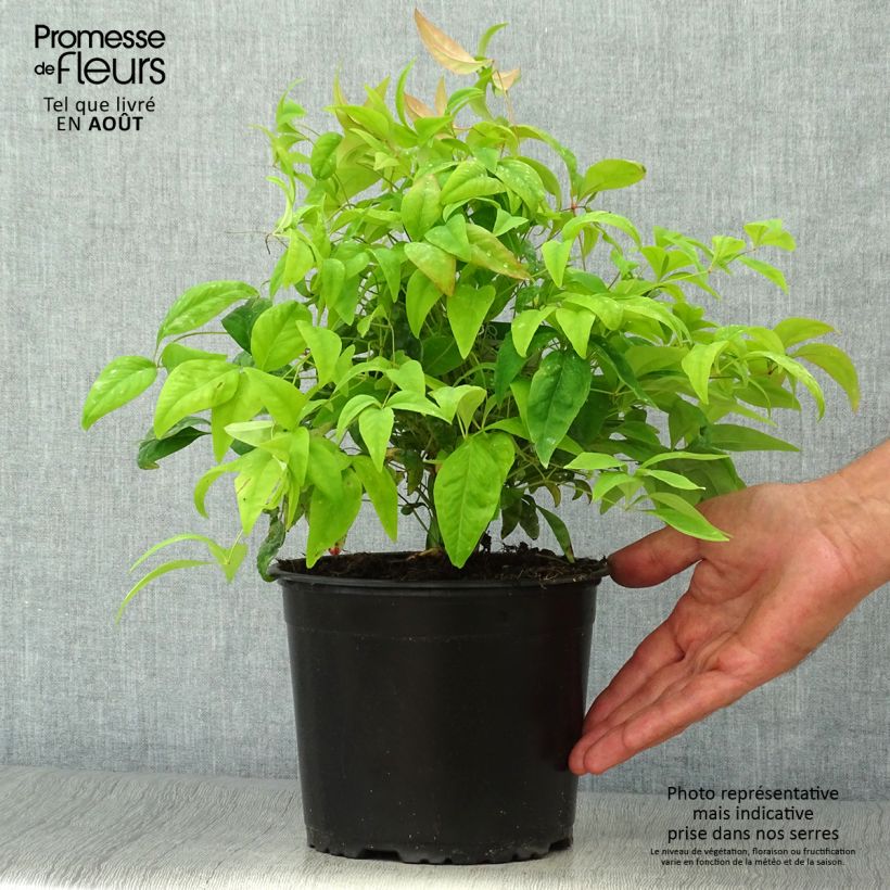 Ejemplar de Nandina domestica Wood's Dwarf Maceta 2L/3L entregado en verano