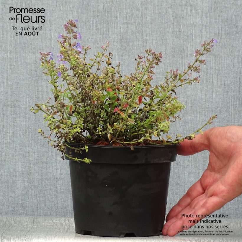 Ejemplar de Nepeta faassenii Kit Cat Maceta 2L/3L entregado en verano