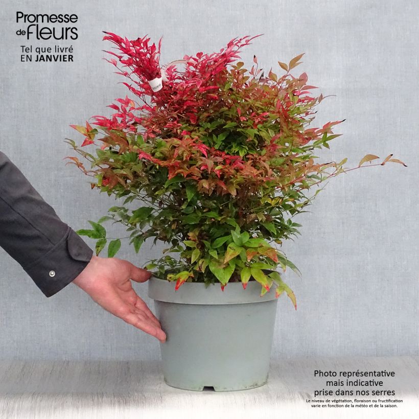 Nandina domestica Obsessed Seika Maceta 7,5L/10L Ejemplar entregado en invierno