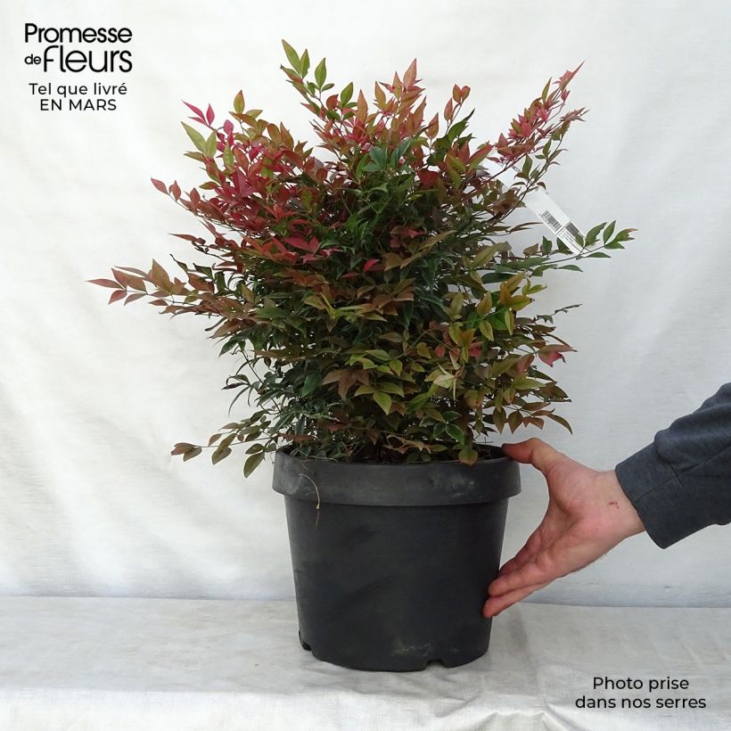 Nandina domestica Obsessed Seika Maceta 7,5L/10L Ejemplar entregado en la primavera