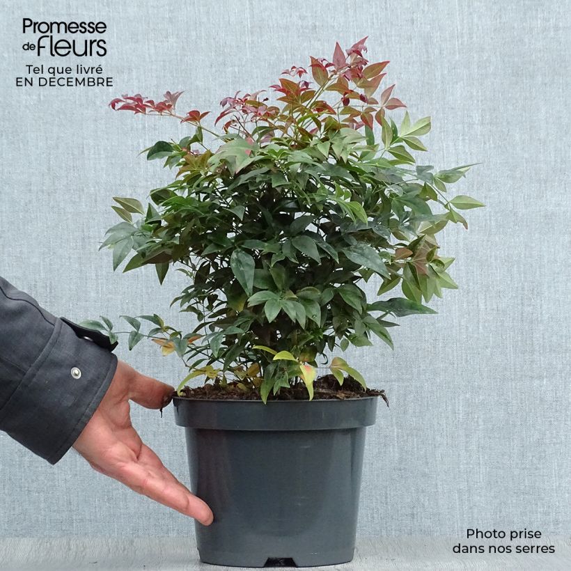 Nandina domestica Obsessed Seika Maceta 2L/3L Ejemplar entregado en invierno
