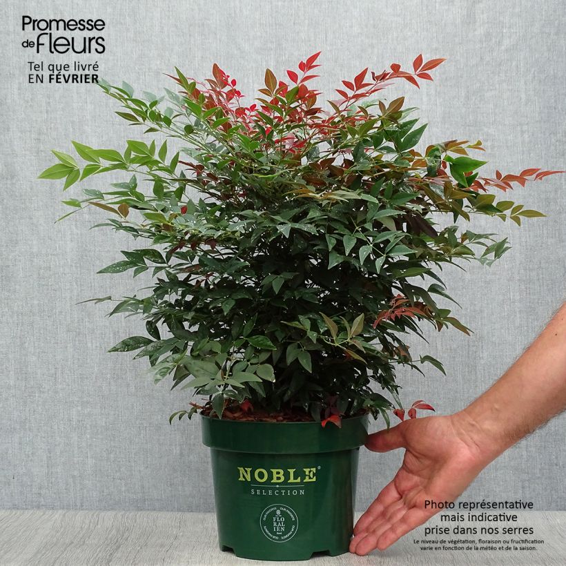 Ejemplar de Nandina domestica Obsessed Seika Maceta 2L/3L entregado en otoño