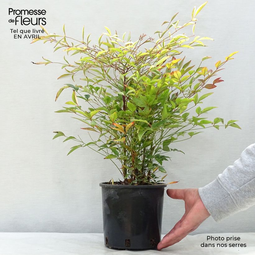 Nandina domestica - Bambú sagrado Maceta 2L/3L Ejemplar entregado en la primavera