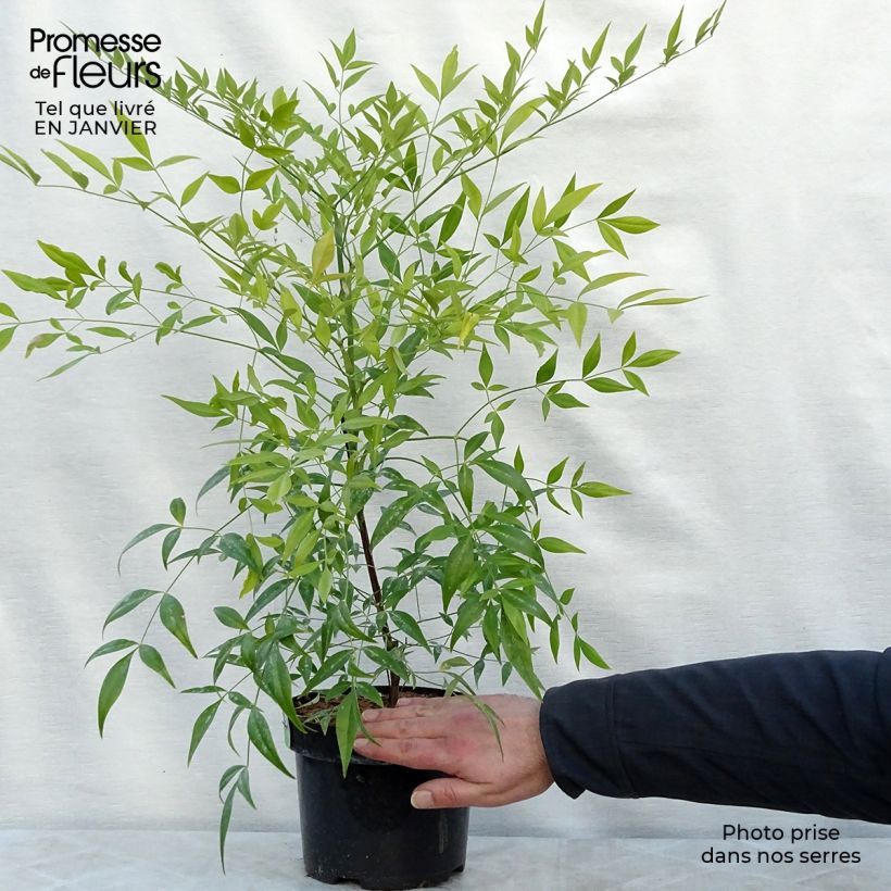 Nandina domestica Brightlight Maceta 3L/4L Ejemplar entregado en invierno