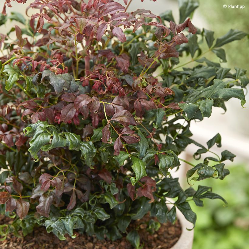 Nandina domestica Curly Obsessed - Bambú sagrado (Follaje)