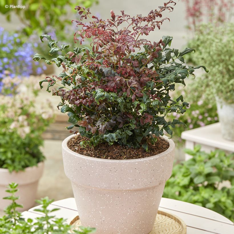 Nandina domestica Curly Obsessed - Bambú sagrado (Porte)