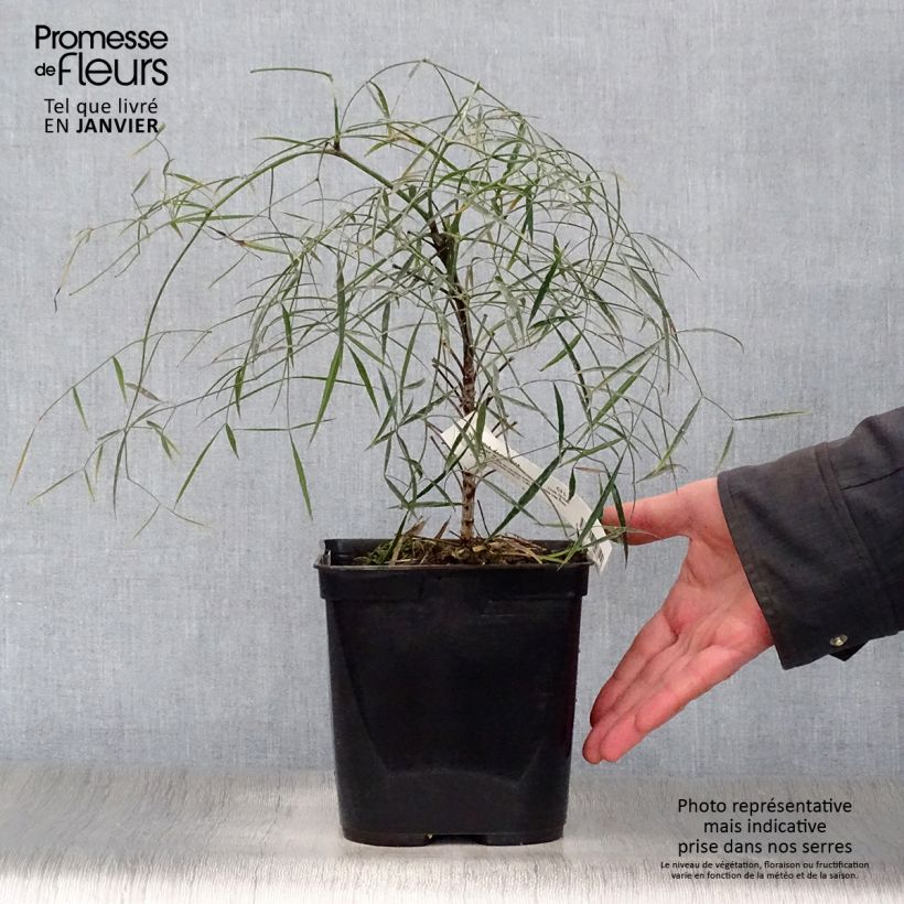 Nandina domestica Filamentosa Maceta 2L/3L Ejemplar entregado en invierno