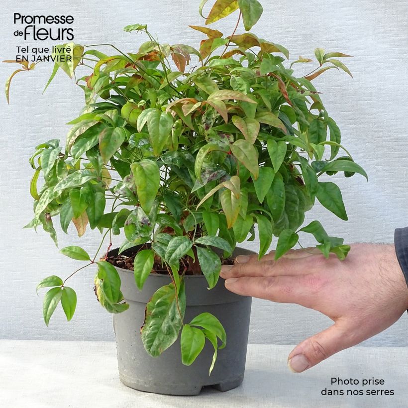 Nandina domestica Fire Power Maceta 2L/3L Ejemplar entregado en invierno