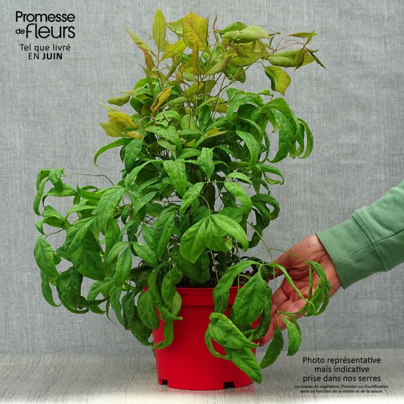 Ejemplar de Nandina domestica Fire Power Maceta 2L/3L entregado en verano