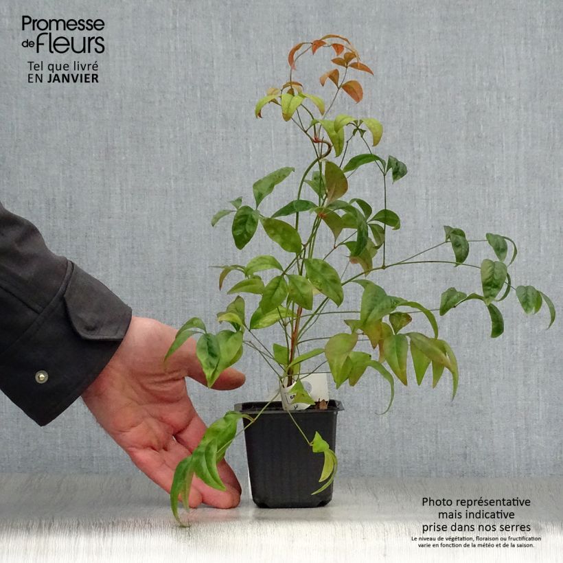 Nandina domestica Fire Power Maceta de 8/9 cm Ejemplar entregado en invierno