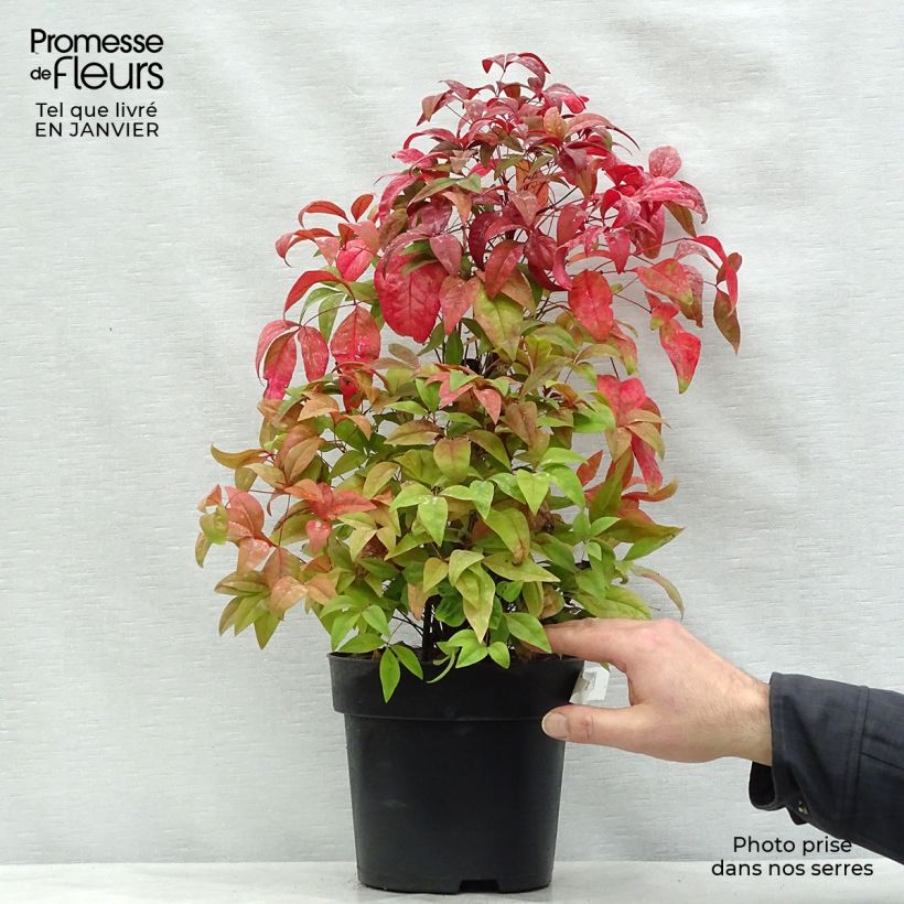 Nandina domestica Fire Power Maceta 4L/5L Ejemplar entregado en invierno