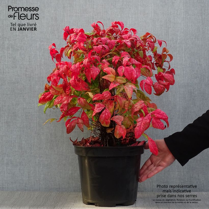 Nandina domestica Fire Power Maceta 7,5L/10L Ejemplar entregado en invierno