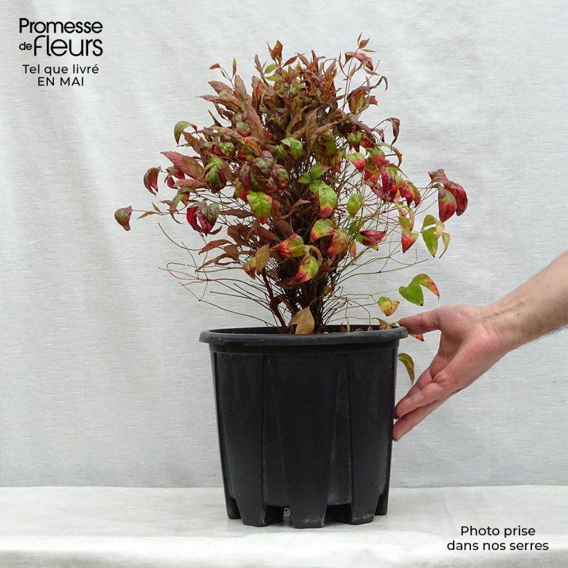 Nandina domestica Fire Power Maceta 7,5L/10L Ejemplar entregado en la primavera