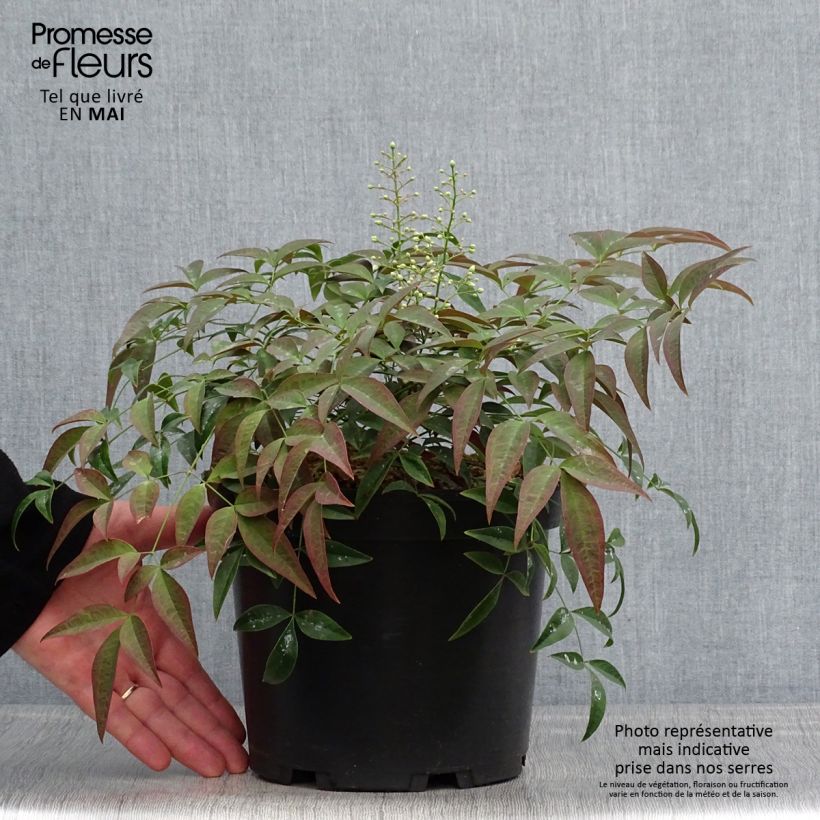Nandina domestica FLIRT Murasaki Maceta 3L/4L Ejemplar entregado en la primavera
