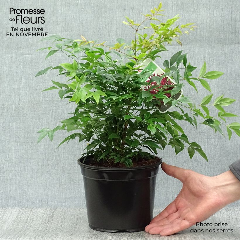 Ejemplar de Nandina domestica Gulf Stream Maceta 2L/3L entregado en otoño