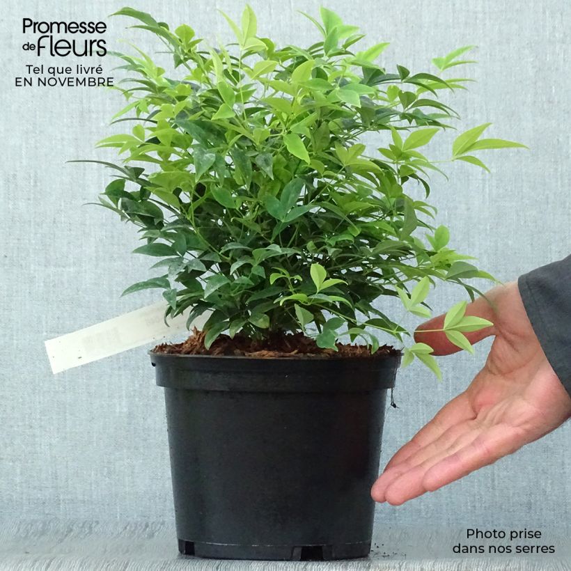 Ejemplar de Nandina domestica Lemon and Lime Maceta 2L/3L entregado en otoño