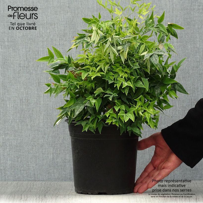 Ejemplar de Nandina domestica Lemon and Lime Maceta 4L/5L entregado en otoño