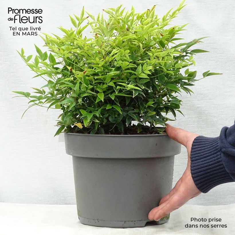 Nandina domestica Lemon and Lime Maceta 4L/5L Ejemplar entregado en la primavera