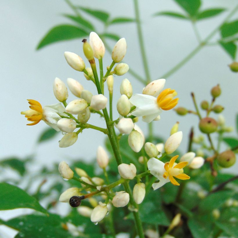 Nandina domestica Richmond (Floración)