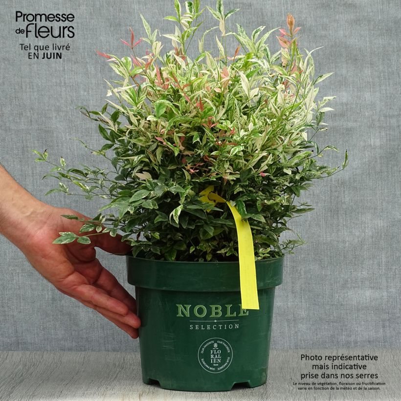 Ejemplar de Nandina domestica Twilight Maceta 2L/3L entregado en verano