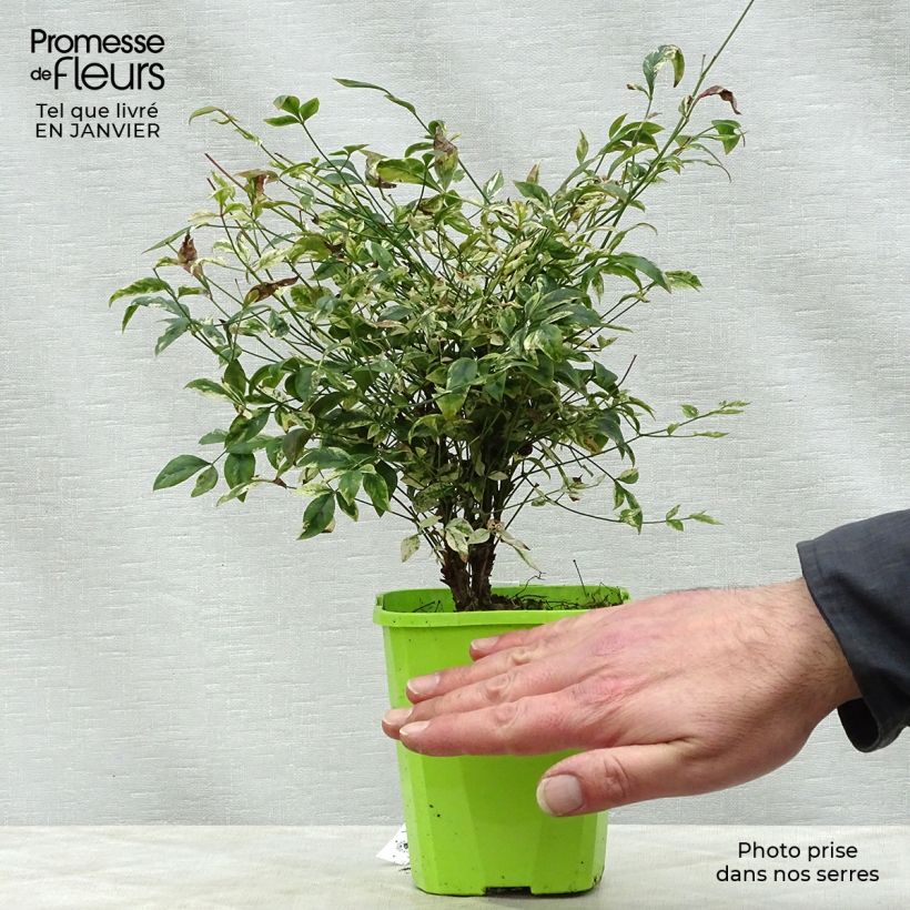 Nandina domestica Twilight Maceta de 8/9 cm Ejemplar entregado en invierno