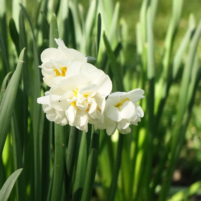 Narciso tazetta Bridal Crown (Floración)
