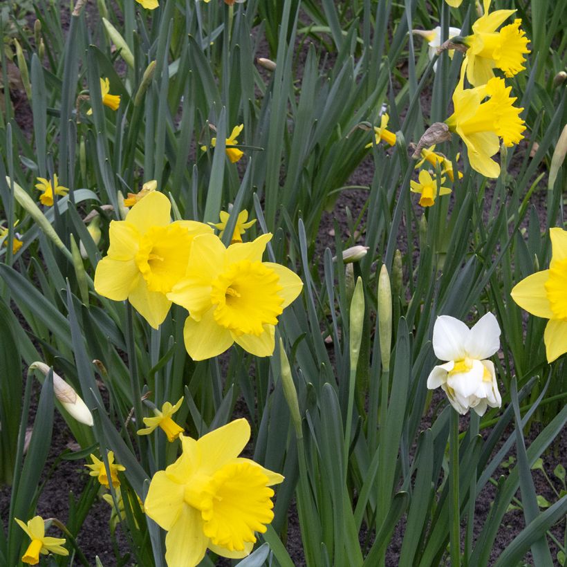 Narciso Dutch Master (Porte)
