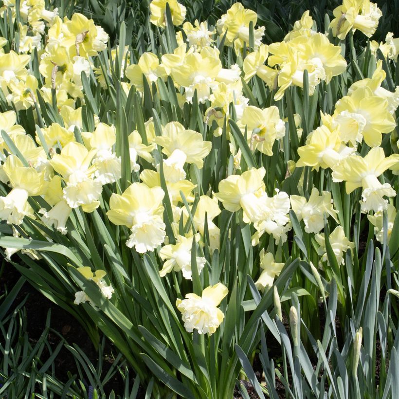 Narciso Galactic Star (Porte)