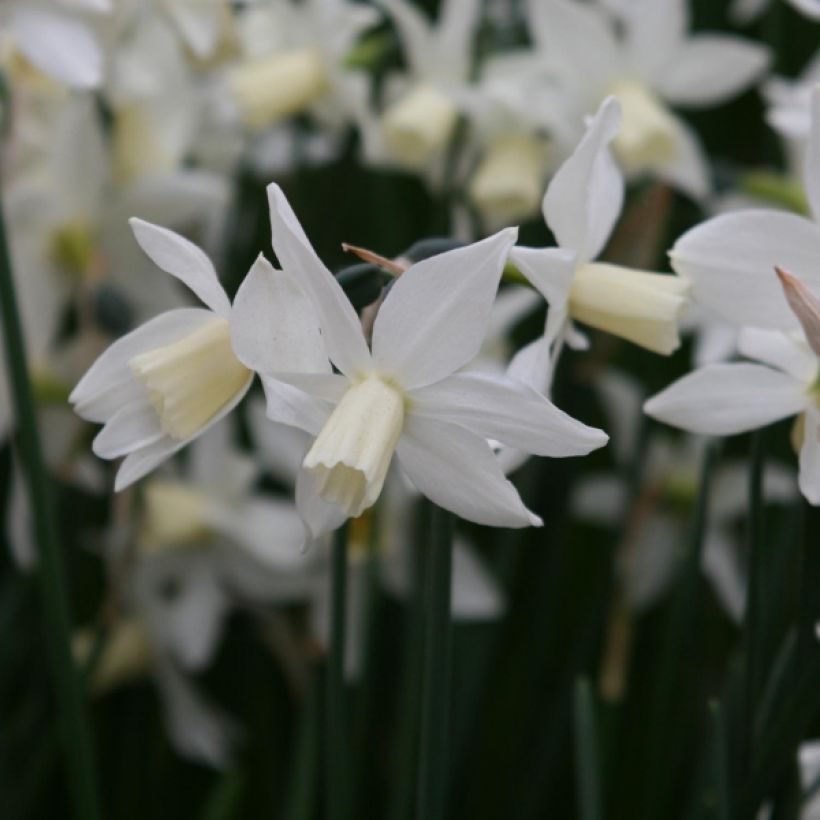 Narciso cyclamineus Toto (Floración)