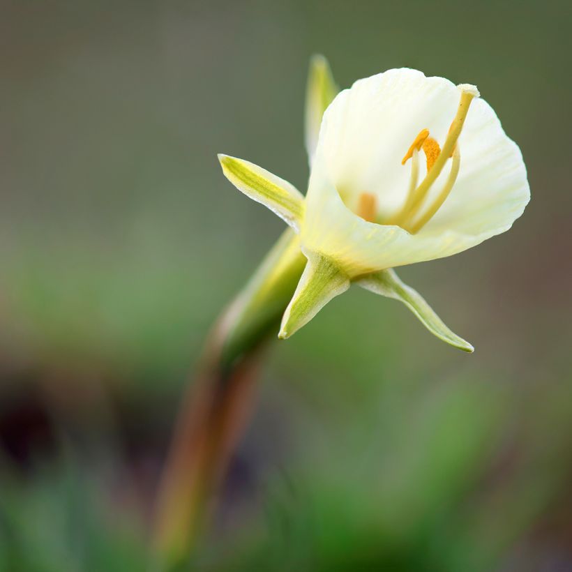 Narcissus bulbocodium White Petticoat - Narciso de olor (Floración)