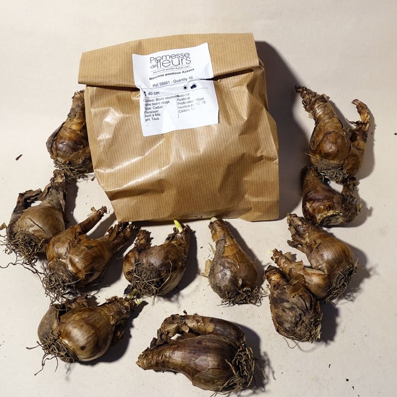 Ejemplo de ejemplar de Narcisse poeticus Actaea Bulbe calibre 12+ tal y como se entrega