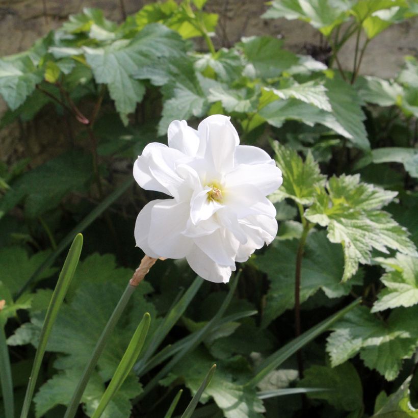 Narciso de los poetas - Narcissus poeticus Albus Plenus Odoratus (Porte)