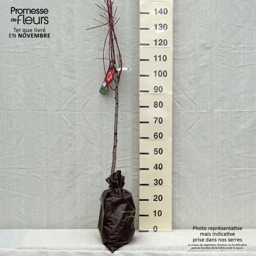 Ejemplar de Nectarina Sanguine d'Auvergne Cepellón "listo para plantar", Copa entregado en otoño