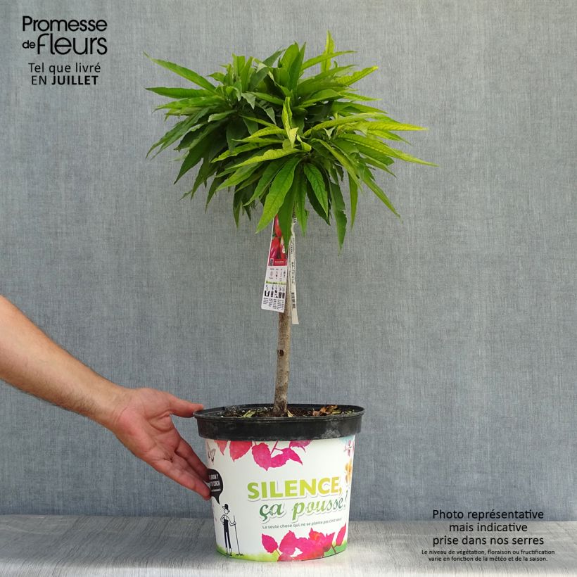 Ejemplar de Nectarina enana Garden Beauty Maceta 6L/7L, 1/4 tallo entregado en verano