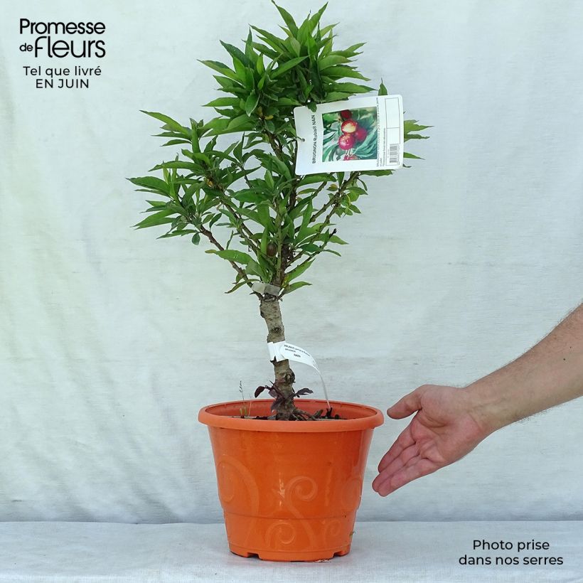 Ejemplar de Nectarina enana Rubis Necta Zee Maceta 7,5L/10L, 1/4 tallo entregado en verano